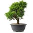 Juniperus chinensis Itoigawa, 29,5 cm, ± 15 anni