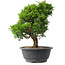 Juniperus chinensis Itoigawa, 29,5 cm, ± 15 jaar oud