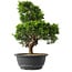 Juniperus chinensis Itoigawa, 33 cm, ± 15 anni