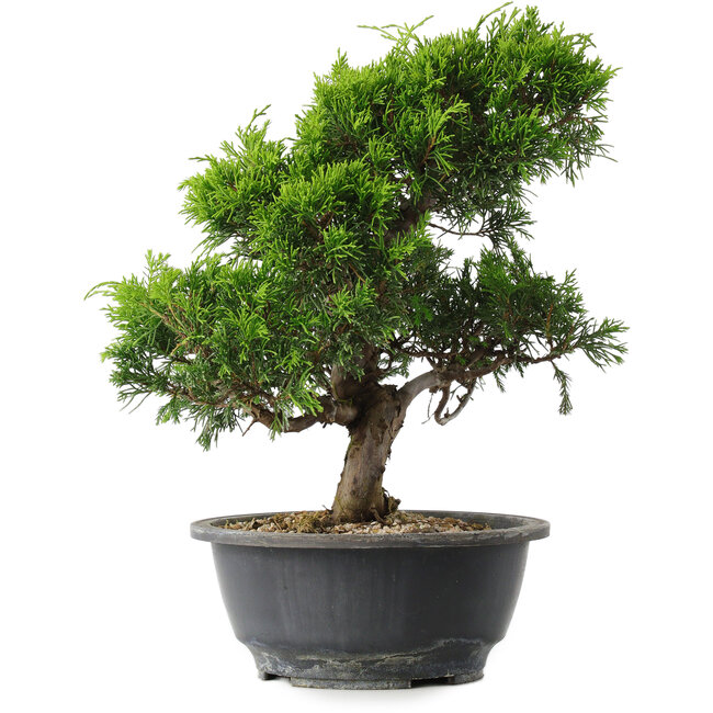 Juniperus chinensis Itoigawa, 29,5 cm, ± 15 jaar oud