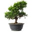 Juniperus chinensis Itoigawa, 29,5 cm, ± 15 anni