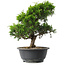 Juniperus chinensis Itoigawa, 29,5 cm, ± 15 jaar oud