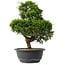 Juniperus chinensis Itoigawa, 33 cm, ± 15 anni