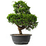 Juniperus chinensis Itoigawa, 33 cm, ± 15 Jahre alt