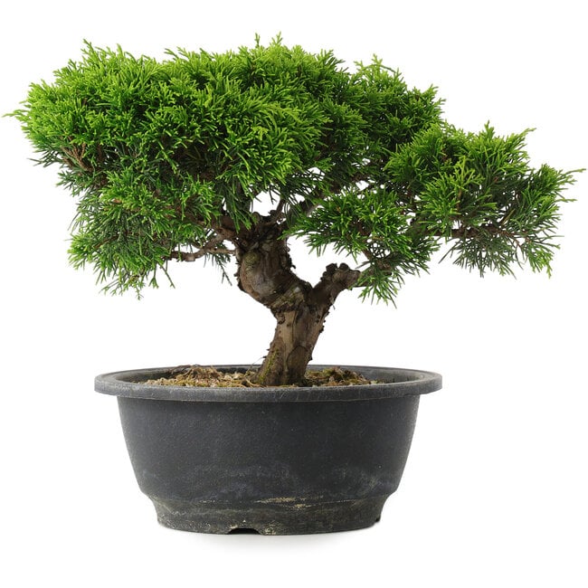 Juniperus chinensis Itoigawa, 20,5 cm, ± 15 anni