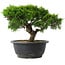 Juniperus chinensis Itoigawa, 20,5 cm, ± 15 anni