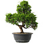 Juniperus chinensis Itoigawa, 33 cm, ± 15 anni