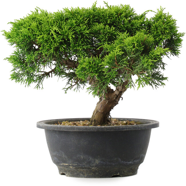 Juniperus chinensis Itoigawa, 20,5 cm, ± 15 jaar oud