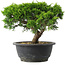 Juniperus chinensis Itoigawa, 20,5 cm, ± 15 anni