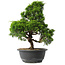 Juniperus chinensis Itoigawa, 33 cm, ± 15 anni