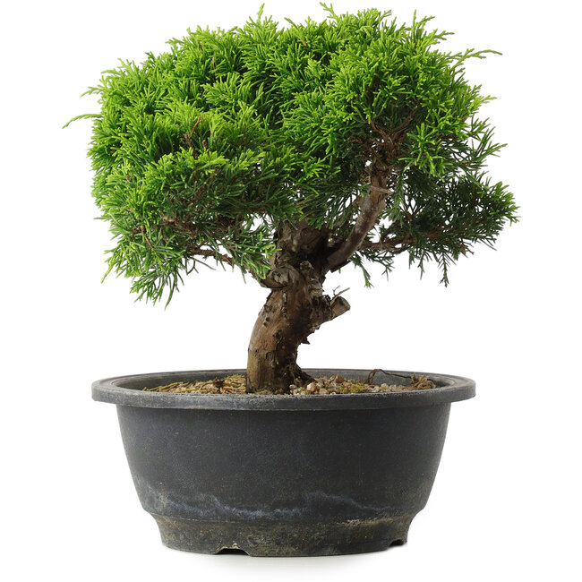 Juniperus chinensis Itoigawa, 20,5 cm, ± 15 years old