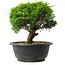 Juniperus chinensis Itoigawa, 20,5 cm, ± 15 anni