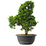 Juniperus chinensis Itoigawa, 33 cm, ± 15 Jahre alt