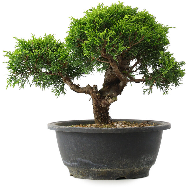 Juniperus chinensis Itoigawa, 20,5 cm, ± 15 years old