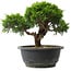 Juniperus chinensis Itoigawa, 20,5 cm, ± 15 anni