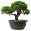 Juniperus chinensis Itoigawa, 20,5 cm, ± 15 jaar oud