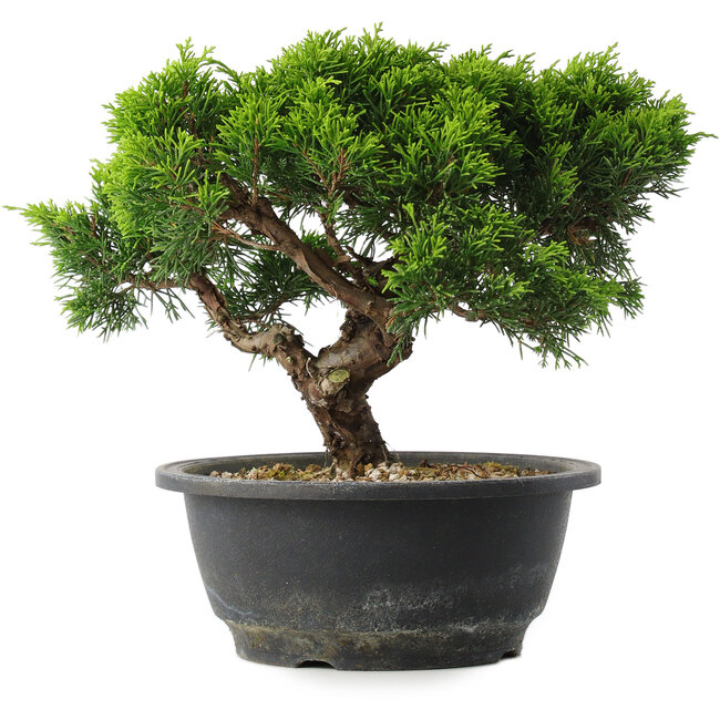 Juniperus chinensis Itoigawa, 20,5 cm, ± 15 years old