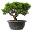 Juniperus chinensis Itoigawa, 20,5 cm, ± 15 jaar oud