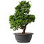 Juniperus chinensis Itoigawa, 33 cm, ± 15 anni