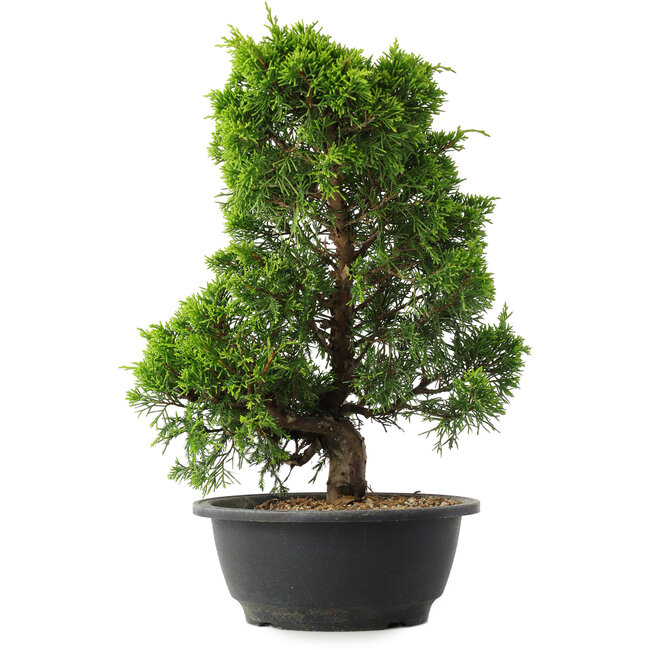 Juniperus chinensis Itoigawa, 33,5 cm, ± 15 jaar oud