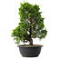 Juniperus chinensis Itoigawa, 33,5 cm, ± 15 jaar oud