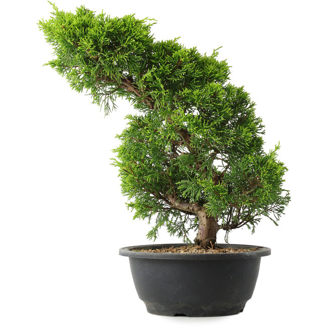 Juniperus chinensis Itoigawa, 33,5 cm, ± 15 jaar oud