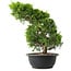 Juniperus chinensis Itoigawa, 33,5 cm, ± 15 anni