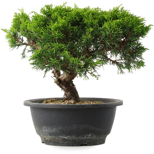 Juniperus chinensis Itoigawa, 20,5 cm, ± 15 years old