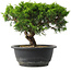Juniperus chinensis Itoigawa, 20,5 cm, ± 15 jaar oud