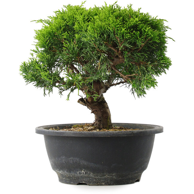 Juniperus chinensis Itoigawa, 20,5 cm, ± 15 Jahre alt