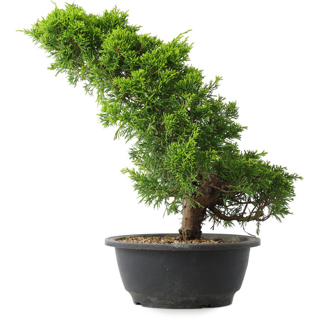 Juniperus chinensis Itoigawa, 33,5 cm, ± 15 años