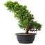 Juniperus chinensis Itoigawa, 33,5 cm, ± 15 jaar oud
