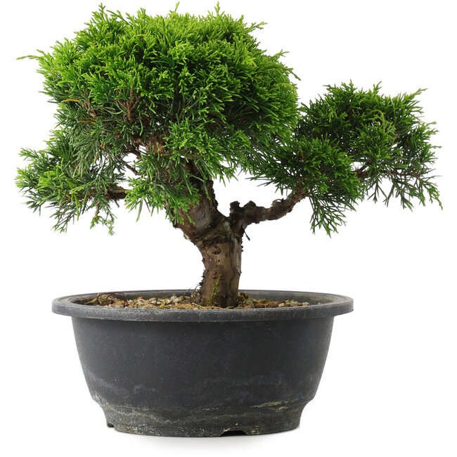 Juniperus chinensis Itoigawa, 20,5 cm, ± 15 jaar oud