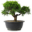 Juniperus chinensis Itoigawa, 20,5 cm, ± 15 anni