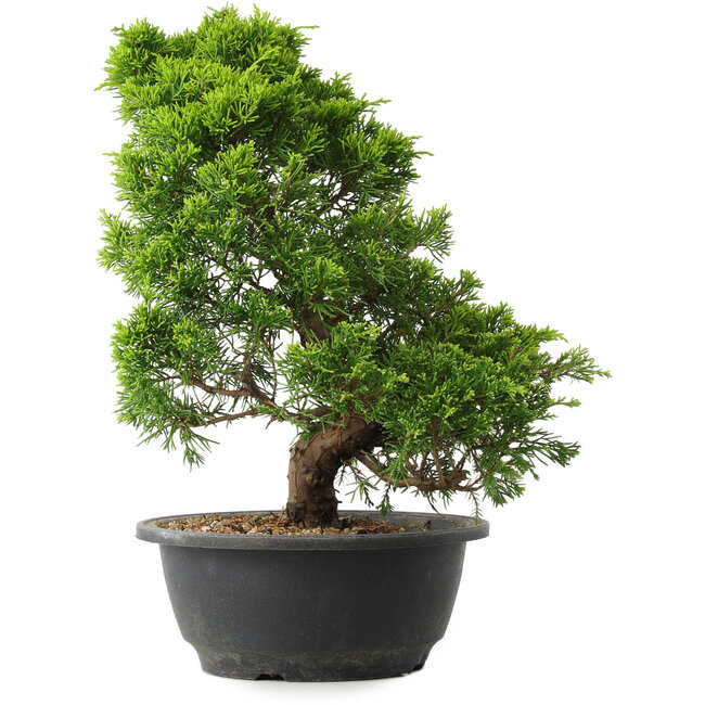 Juniperus chinensis Itoigawa, 33,5 cm, ± 15 Jahre alt