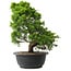 Juniperus chinensis Itoigawa, 33,5 cm, ± 15 anni