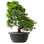 Juniperus chinensis Itoigawa, 33,5 cm, ± 15 jaar oud
