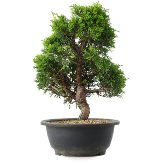 Juniperus chinensis Itoigawa, 30 cm, ± 15 anni