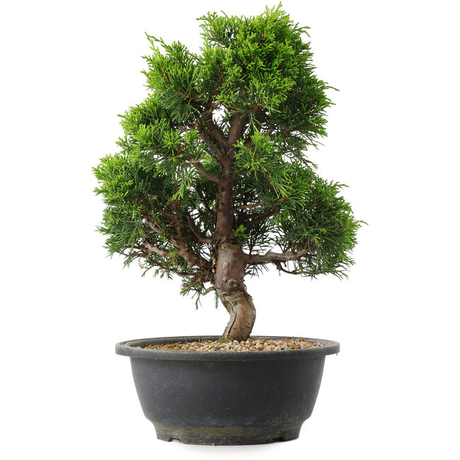 Juniperus chinensis Itoigawa, 30 cm, ± 15 jaar oud