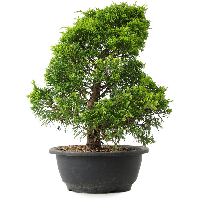 Juniperus chinensis Itoigawa, 33,5 cm, ± 15 years old