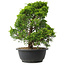 Juniperus chinensis Itoigawa, 33,5 cm, ± 15 jaar oud