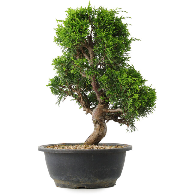 Juniperus chinensis Itoigawa, 30 cm, ± 15 Jahre alt
