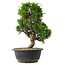 Juniperus chinensis Itoigawa, 30 cm, ± 15 jaar oud
