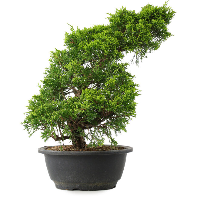Juniperus chinensis Itoigawa, 33,5 cm, ± 15 Jahre alt