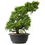 Juniperus chinensis Itoigawa, 33,5 cm, ± 15 anni