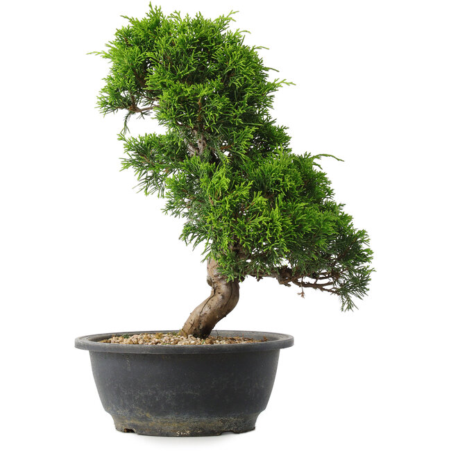 Juniperus chinensis Itoigawa, 30 cm, ± 15 years old