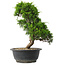 Juniperus chinensis Itoigawa, 30 cm, ± 15 jaar oud