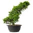 Juniperus chinensis Itoigawa, 33,5 cm, ± 15 anni