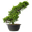 Juniperus chinensis Itoigawa, 33,5 cm, ± 15 jaar oud