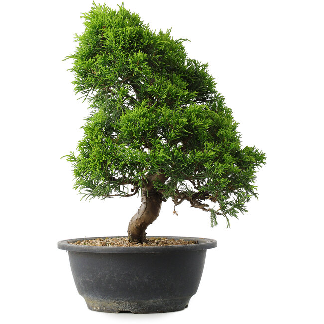 Juniperus chinensis Itoigawa, 30 cm, ± 15 años